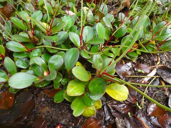 Peperomia kluzjolistna - zdjęcie 4