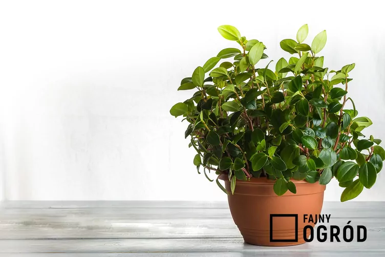 peperomia-drzewidlolistna-1 Peperomia drzewidłolistna