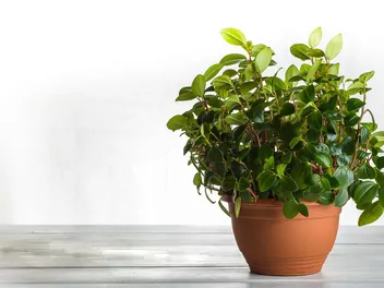 Ilustracja rośliny peperomia drzewidłolistna