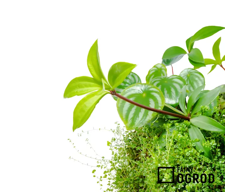 Peperomia drzewidłolistna