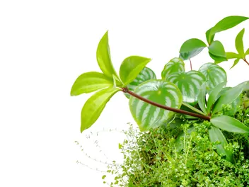 Peperomia drzewidłolistna - zdjęcie 2