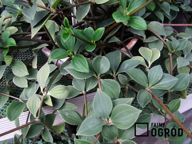 Peperomia drzewidłolistna