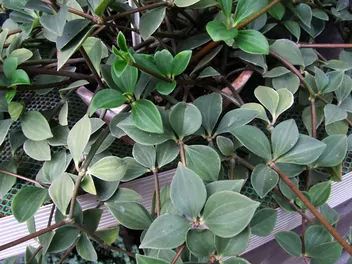 Peperomia drzewidłolistna - zdjęcie 3