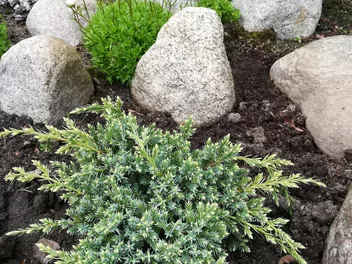 Jałowiec łuskowaty 'Holger' - zdjęcie 2