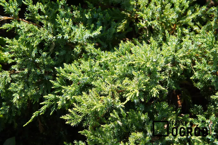 Jałowiec łuskowaty 'Holger'