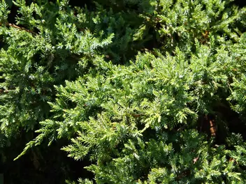 Jałowiec łuskowaty 'Holger' - zdjęcie 3