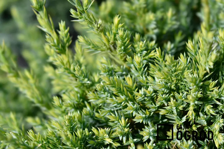 Jałowiec łuskowaty 'Holger'