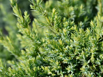 Jałowiec łuskowaty 'Holger' - zdjęcie 4