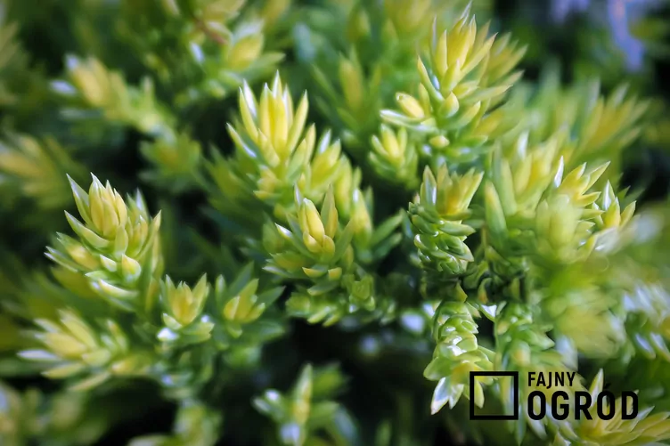 Jałowiec łuskowaty 'Holger' - zdjęcie 5