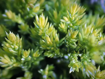 Jałowiec łuskowaty 'Holger' - zdjęcie 5