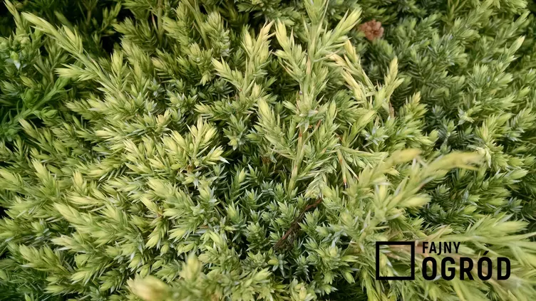 Jałowiec łuskowaty 'Holger'