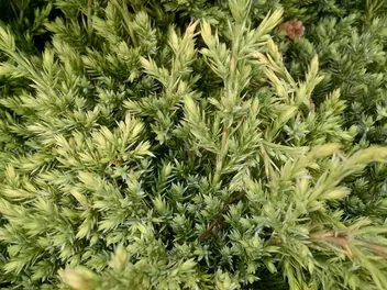 Ilustracja rośliny jałowiec łuskowaty 'holger'