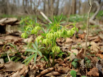 Ciemiernik zielony - zdjęcie 2