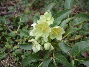Ciemiernik zielony - zdjęcie 3