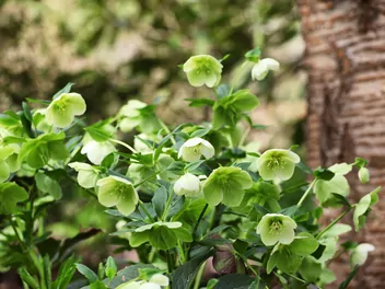 Ciemiernik zielony - zdjęcie 4