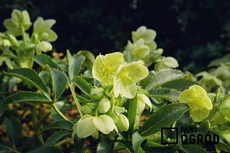 Ciemiernik zielony - zdjęcie 5