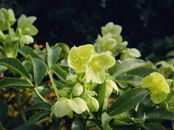 Ciemiernik zielony - zdjęcie 5