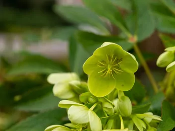 Ilustracja rośliny ciemiernik zielony
