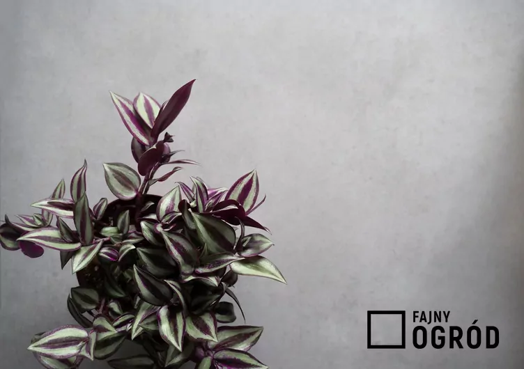 Trzykrotka 'Pink Joy'