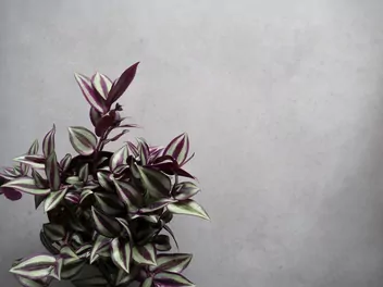 Ilustracja rośliny trzykrotka 'pink joy'