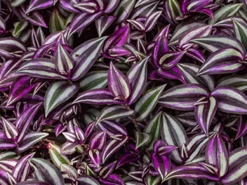 Trzykrotka 'Pink Joy' - zdjęcie 2