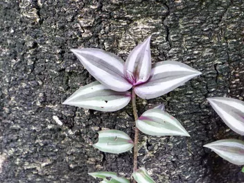 Trzykrotka 'Pink Joy' - zdjęcie 3