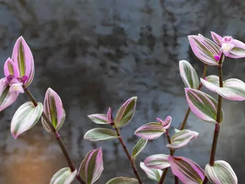 Trzykrotka 'Pink Joy' - zdjęcie 4