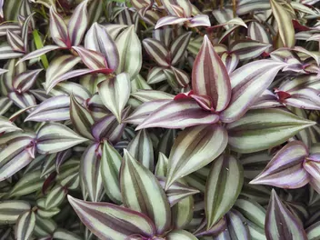 Trzykrotka 'Pink Joy' - zdjęcie 5