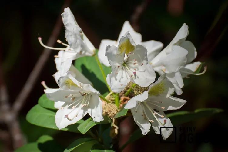 Różanecznik 'Madame Masson'