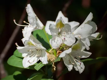 Ilustracja rośliny różanecznik 'madame masson'