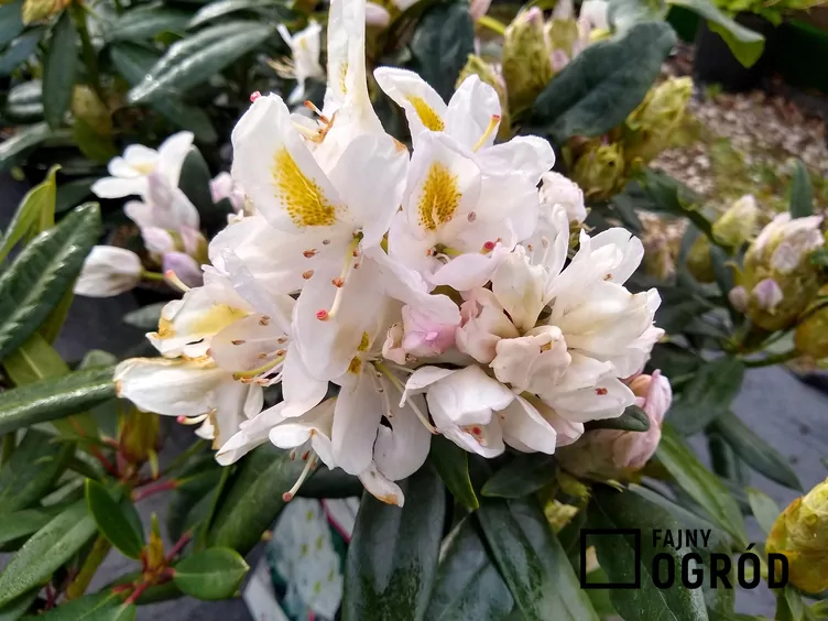 Różanecznik biały