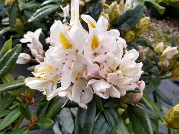 Różanecznik 'Madame Masson' - zdjęcie 2