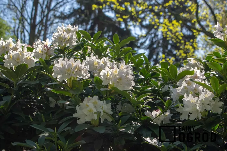Różanecznik 'Madame Masson'