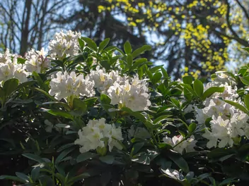 Różanecznik 'Madame Masson' - zdjęcie 3