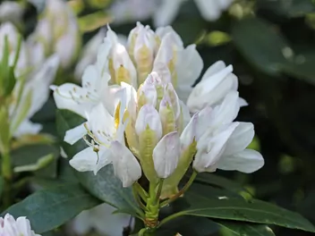 Różanecznik 'Madame Masson' - zdjęcie 4