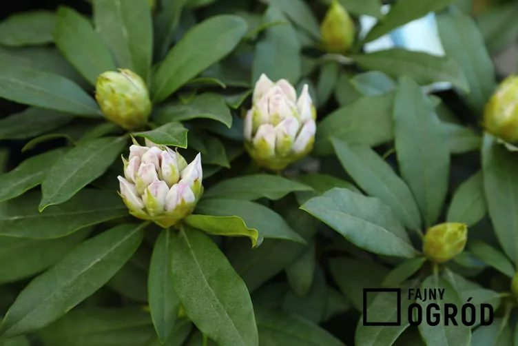 Różanecznik 'Madame Masson' - zdjęcie 5