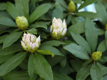 Różanecznik 'Madame Masson' - zdjęcie 5