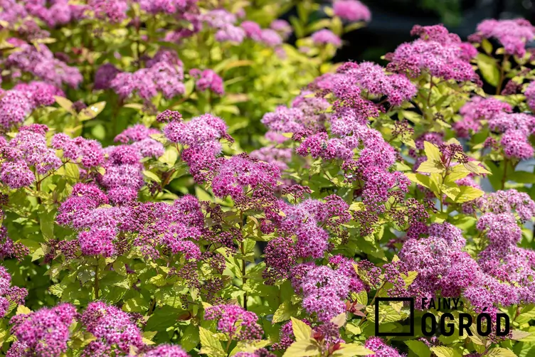 Tawuła japońska 'Magic Carpet'