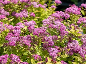 Ilustracja rośliny tawuła japońska 'magic carpet'