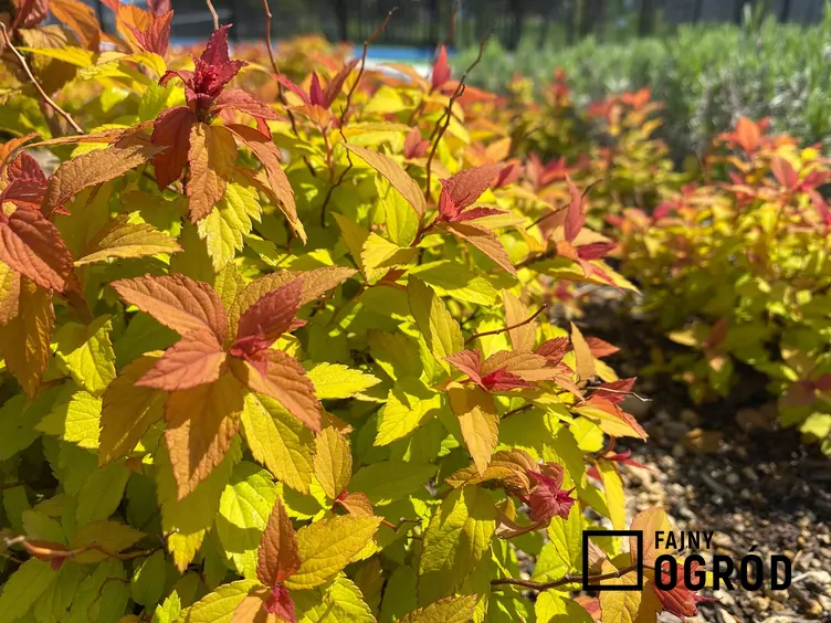 Tawuła magic carpet