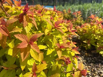 Tawuła japońska 'Magic Carpet' - zdjęcie 2