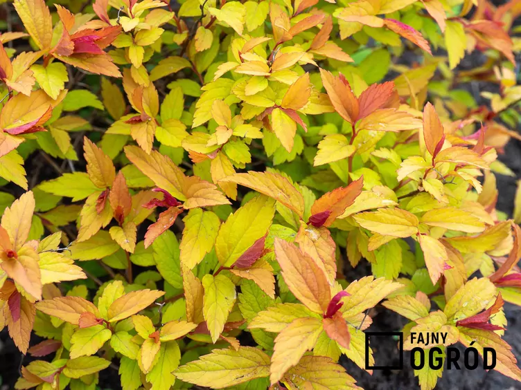 Tawuła japońska 'Magic Carpet'