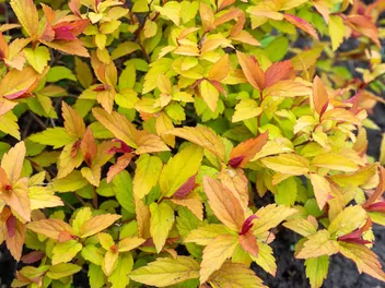 Tawuła japońska 'Magic Carpet' - zdjęcie 3