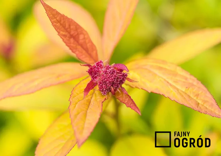 Tawuła japońska 'Magic Carpet'