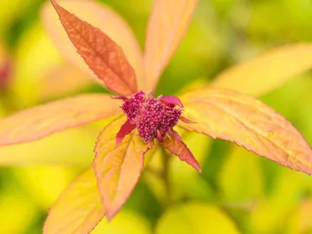 Tawuła japońska 'Magic Carpet' - zdjęcie 4