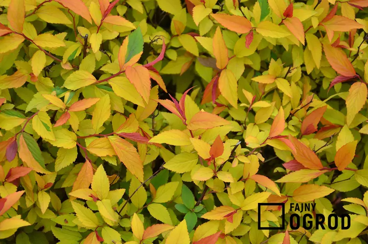 Tawuła japońska 'Magic Carpet' - zdjęcie 5