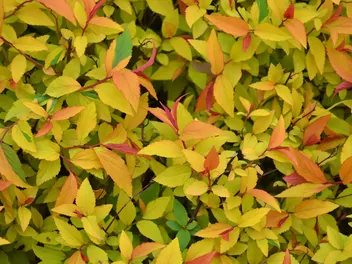 Tawuła japońska 'Magic Carpet' - zdjęcie 5