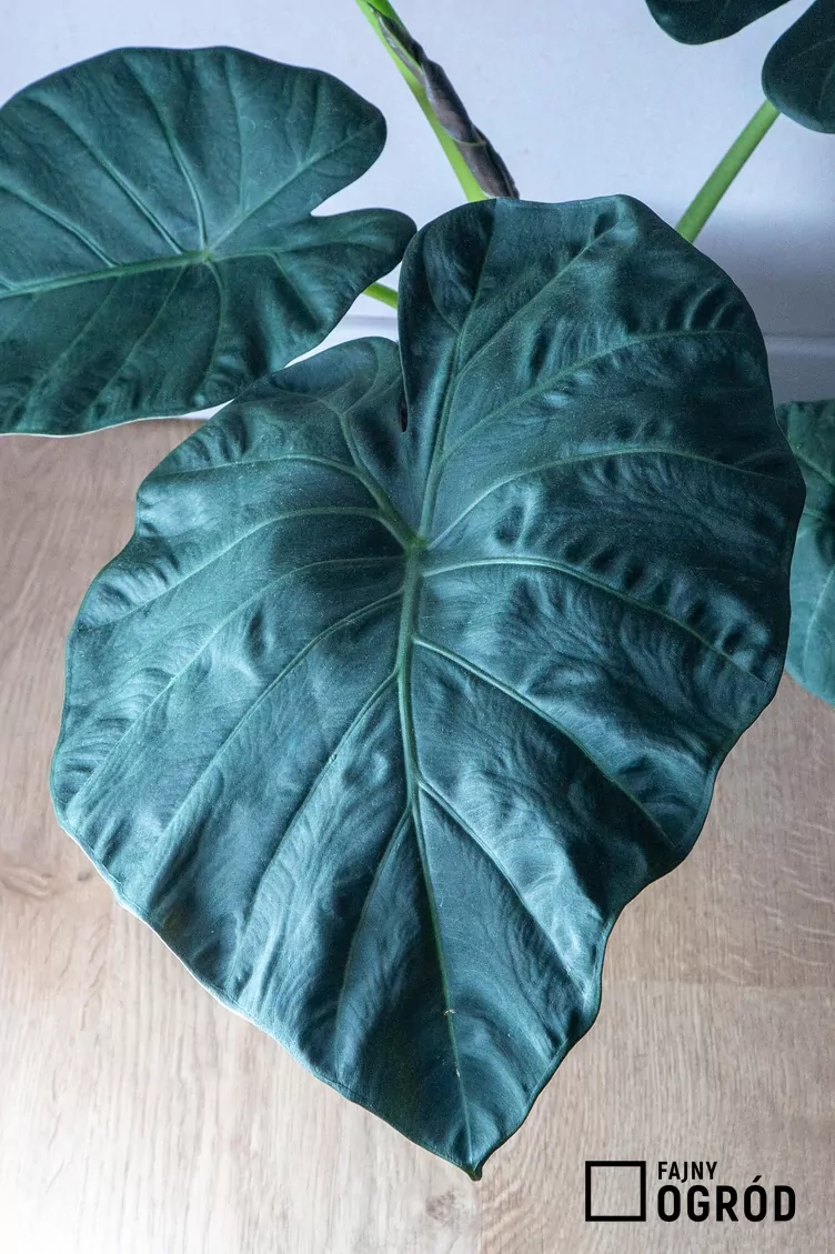 Alokazja regal shields