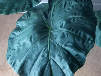 Alokazja 'Regal Shields' - zdjęcie 2