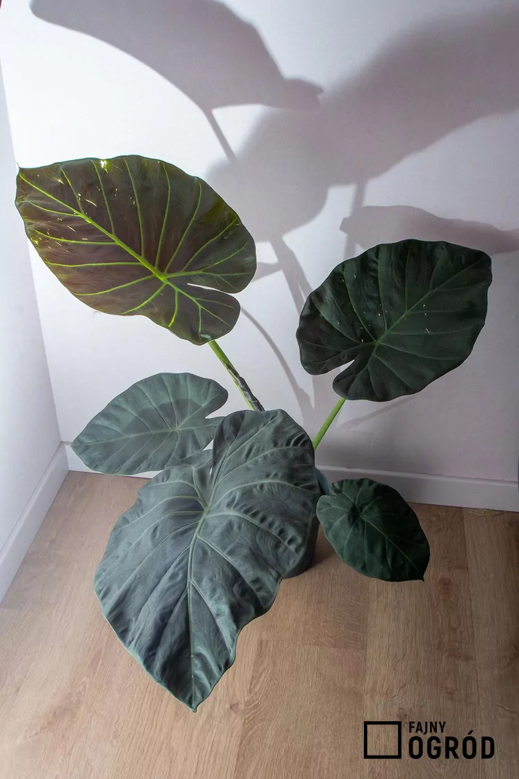 Alokazja 'Regal Shields'